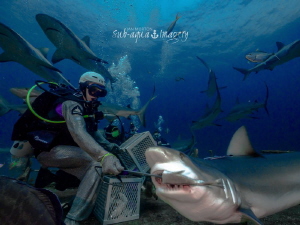 Feeding Sharks in Nassau, Bahamas by Jan Morton 